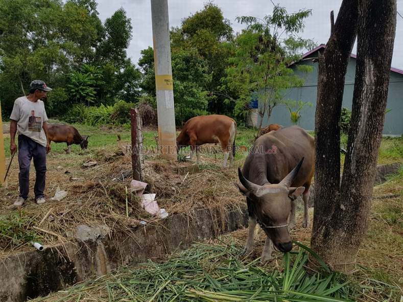 sapi-lokal-cuma-dihargai-rp-12-juta-cuma-banyak-yang-tak-minat