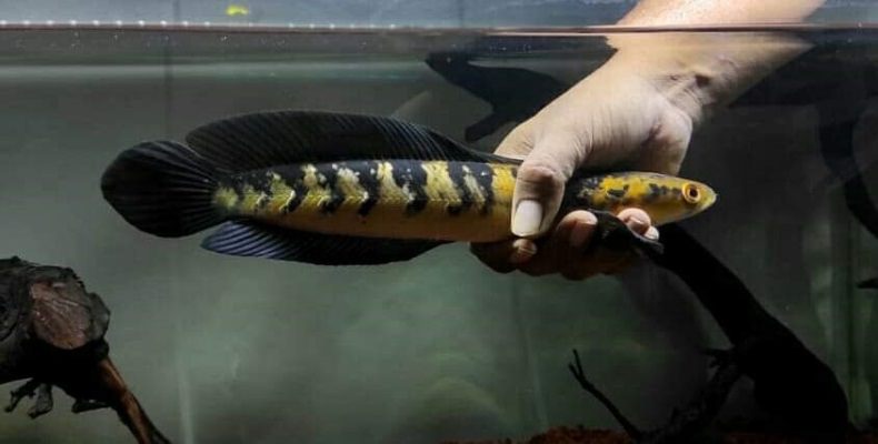 channa-maru-jadi-primadona