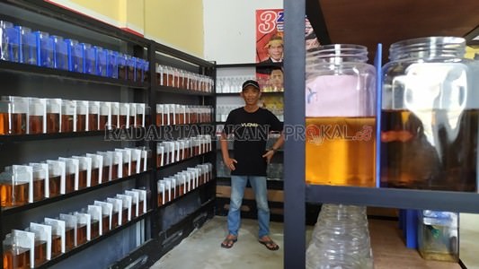 samurai-betta-farm-turunkan-20-ikan-cupang-hias