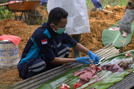 babi-mati-mendadak-tunggu-hasil-uji-lab