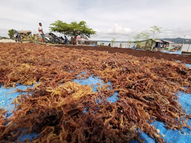 BUDIDAYA RUMPUT LAUT: Pembudidaya rumput laut pertama di Nunukan ternyata warga asal Sebatik Barat bernama Tamuddin.(Foto; Radar Tarakan)