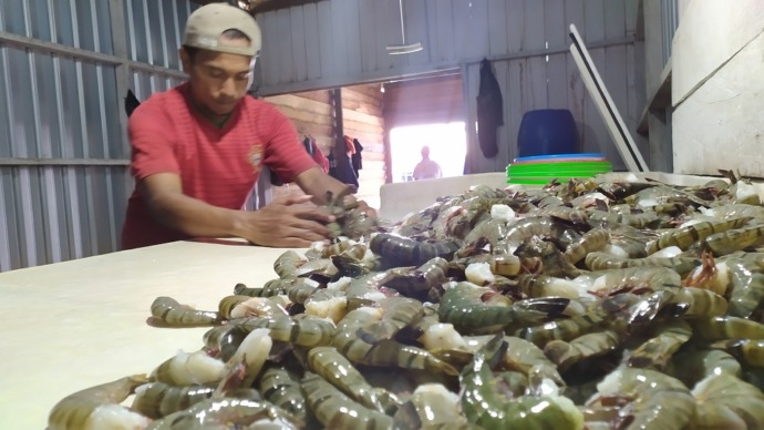 SORTIR PRODUK: Seorang pekerja di salah satu pos pembelian udang menyortir udang yang dibeli dari petambak. (FOTO: IFRANSYAH/RADAR TARAKAN)