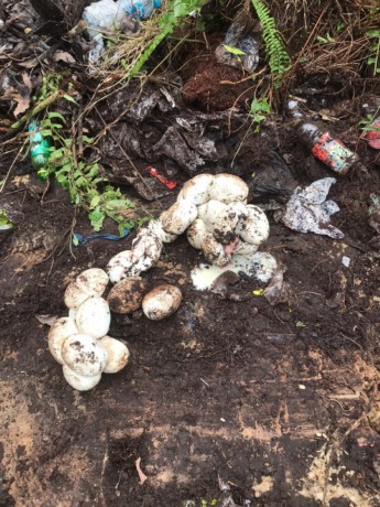 DIEVAKUASI: Seekor piton 6 meter dengan 15 butir telur dievakuasi tim PMK Tarakan dari lokasi pembangunan McDonalds di Jalan Yos Sudarso, Tarakan, Rabu (7/6). FOTO: AGUS DIAN ZAKARIA/RADAR TARAKAN