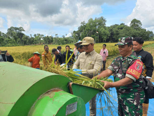 HADI/RADAR TARAKAN POTENSI: Bupati Tana Tidung Ibrahim Ali melakukan panen perdana padi di lahan kering di Desa Sebidai, Kecamatan Sesayap, Jumat (25/8).