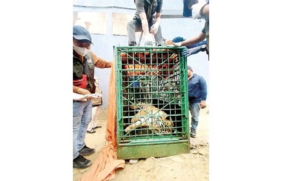 BKSDA KALTIM  BUTUH 1 JAM EVAKUASI: Harimau yang menerkam Suprianda dievakuasi dari rumah si pemilik di Samarinda, Minggu (19/11).