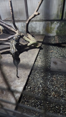 KP  TELUSURI : Asal usul macan dahan yang diamankan dari tempat kejadian masih ditelusuri.