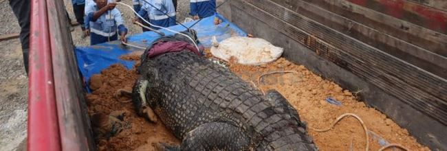 SATWA: Proses pemindahan buaya Riska ke Tabang Zoo Kukar.  (Antara)