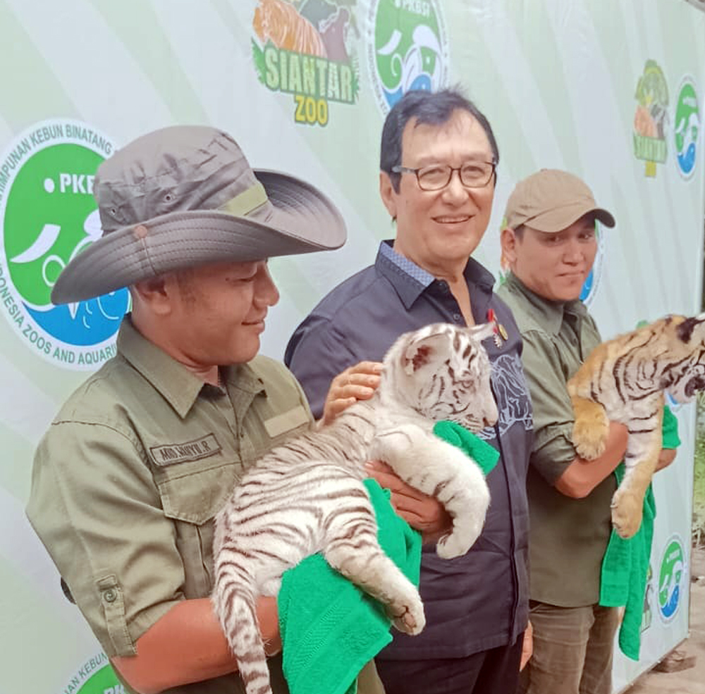 HARIMAU BENGGALA: Rahmat Shah bersama dua Anak Harimau Benggala, Rolin dan Rolan di Siantar Zoo.