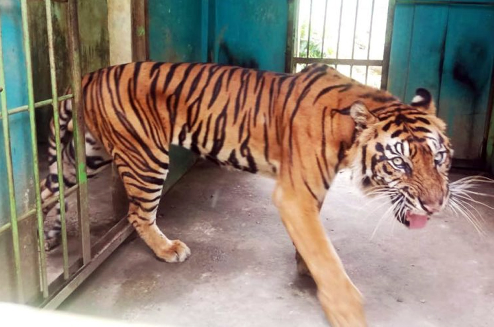 Harimau di Medan Zoo kurus kering.