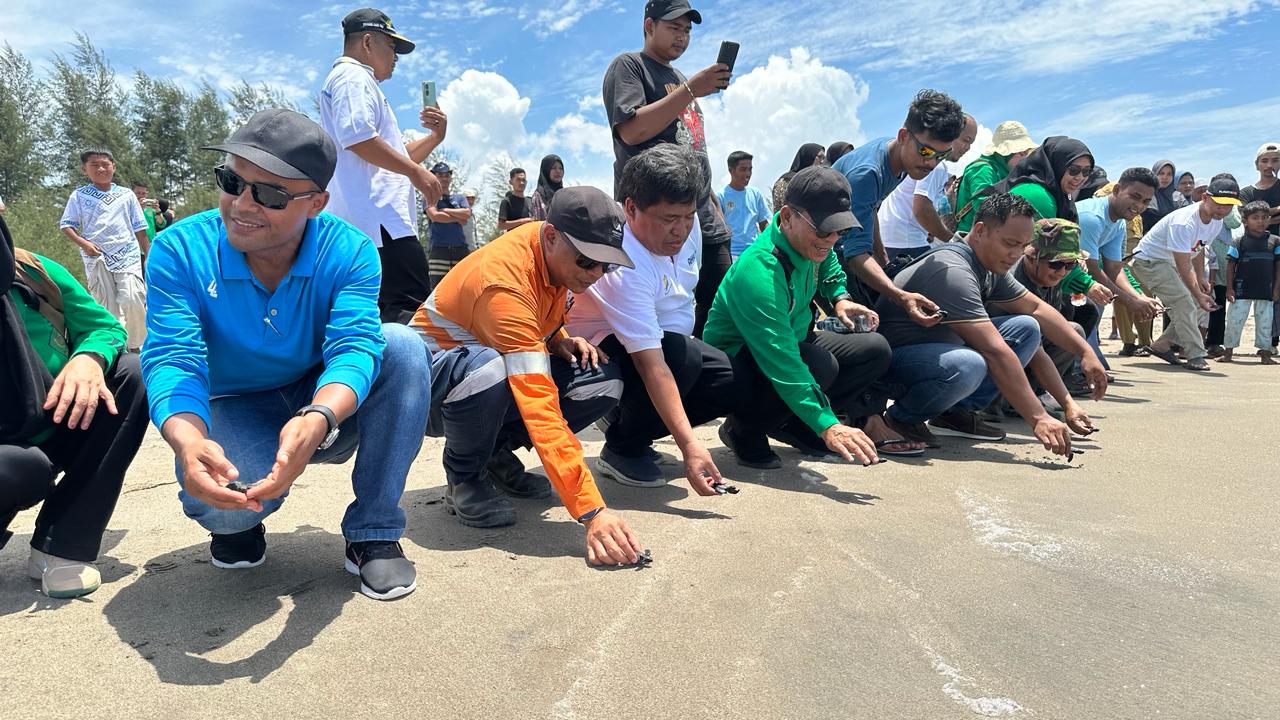 Melepasliarkan Tukik di Pantai Muara Opu, Desa Muara Upu, Kecamatan Muara Batang Toru. Dalam peringatan HPSN 2024 di Tapsel, Minggu (25/2024). (Samman/MetroDaily)