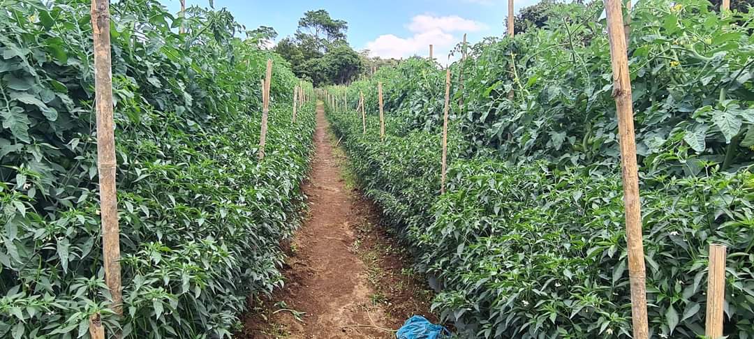 Tanaman tomat dan cabai yang tubuh subur di ladang milik Manogi Situmorang.