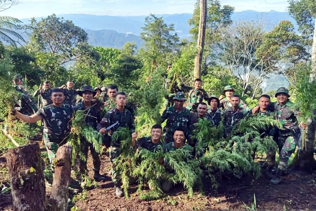 Prajurit Yonif 123 Rajawali menemukan lading ganja di Bukit Tor Sihite.