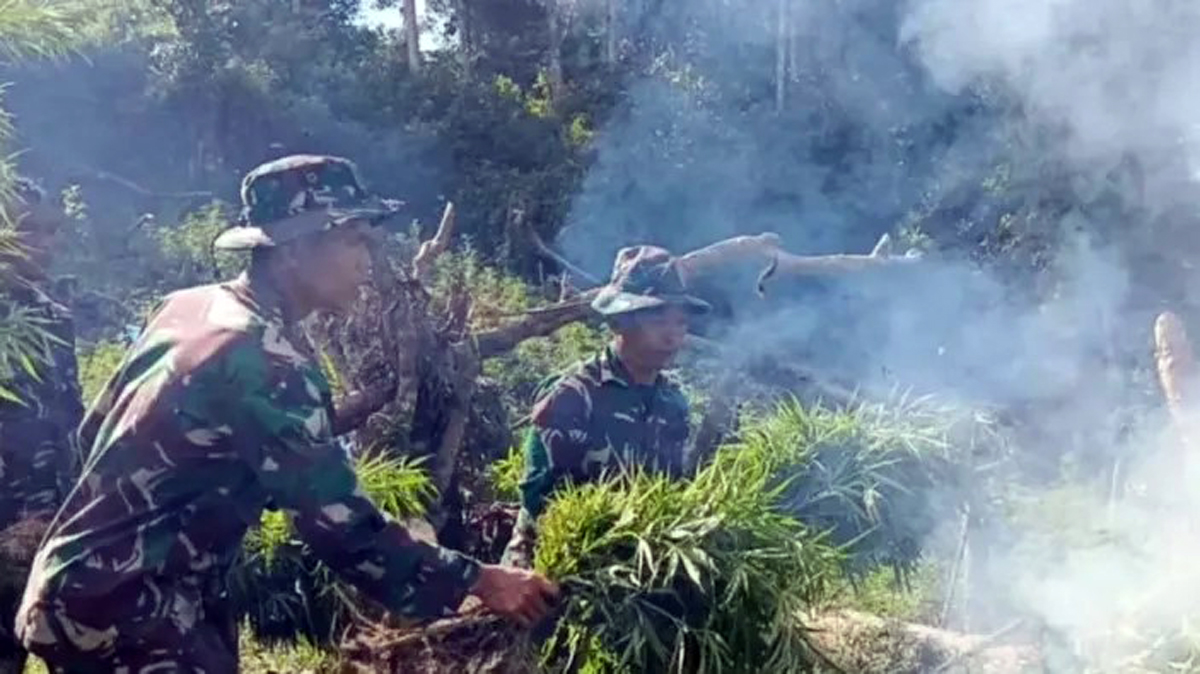 rajurit Yonif 123/Rajawali saat menemukan dan memusnahkan tanaman ganja di Bukit Tor Sihite, Madina.