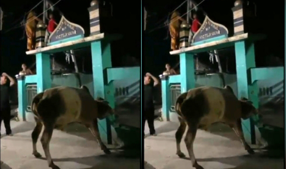 Warga ketakutan sampai memanjat gapura masjid saat sapi kurban lepas di Tanjungbalai.