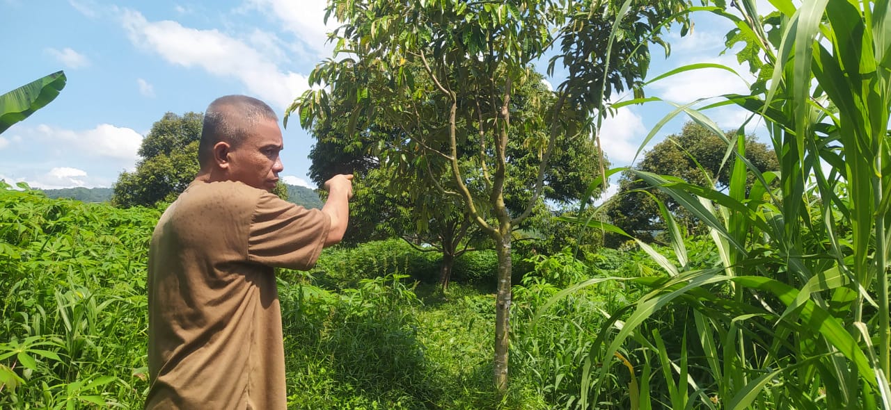 Tanaman durian.