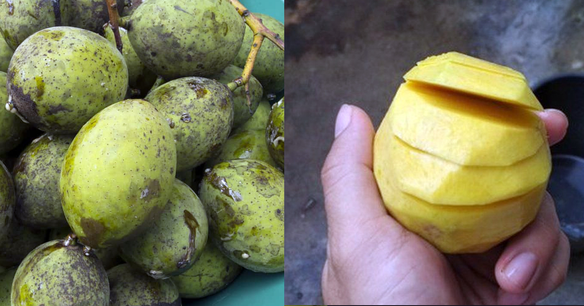 Buah bacang atau ambacang yang mengandung sejumlah nutrisi.