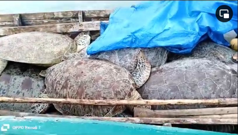 Penyu-penyu yang ditemukan oleh tim gabungan antara SAR dan personil polisi di Pulau Palambak Kecamatan Pulau Banyak Barat Aceh Singkil.