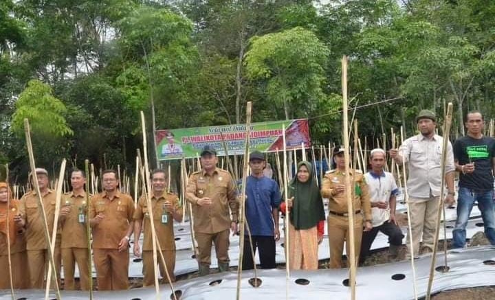 Pj. Walkot Psp Timur Tumanggor hadiri penanaman cabe perdana di Desa Joring Natobang, Kec.Psp Angkola Julu.