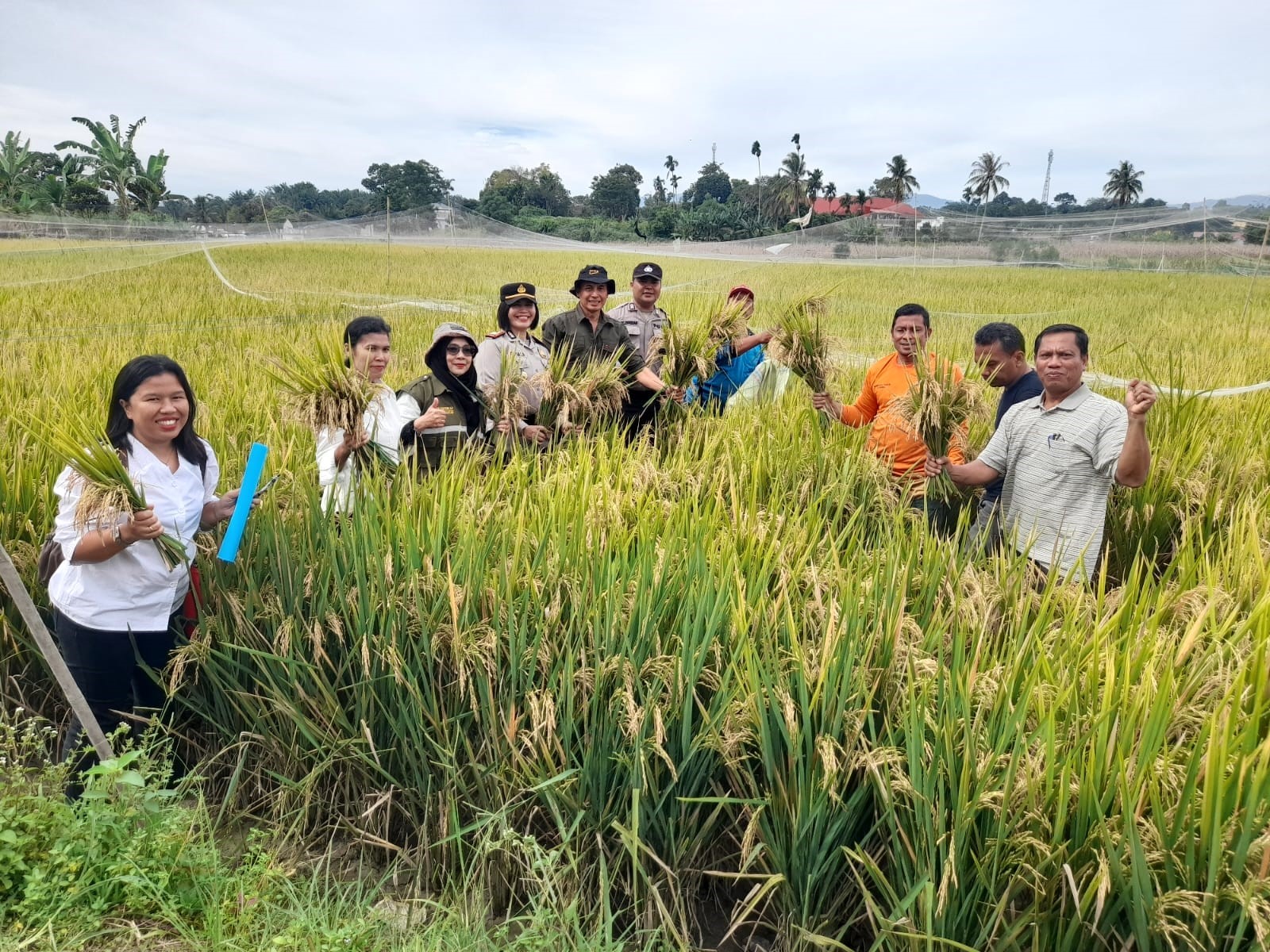 Pengubinan hasil panen padi di persawahan Sianjur Nauli Kelurahan Simarimbun Kecamatan Siantar Marimbun Kota Pematangsiantar.
