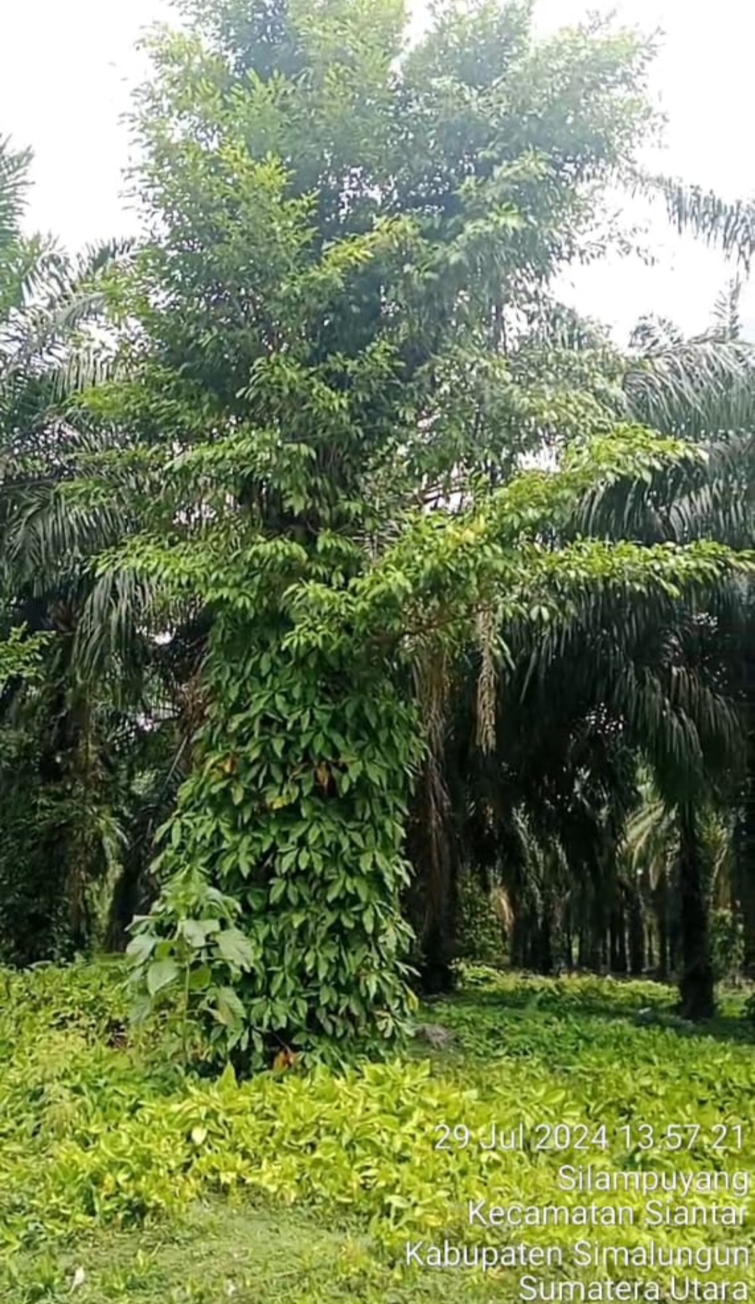 Kebun Unit Marihat Kurang Perawatan. (Metrodaily/Nimrod Sinaga)
