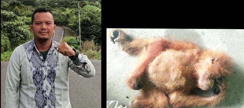 Ketua NNB Tapsel Riski Abadi Rambe dan Orangutan Tapanuli mati(inzet).