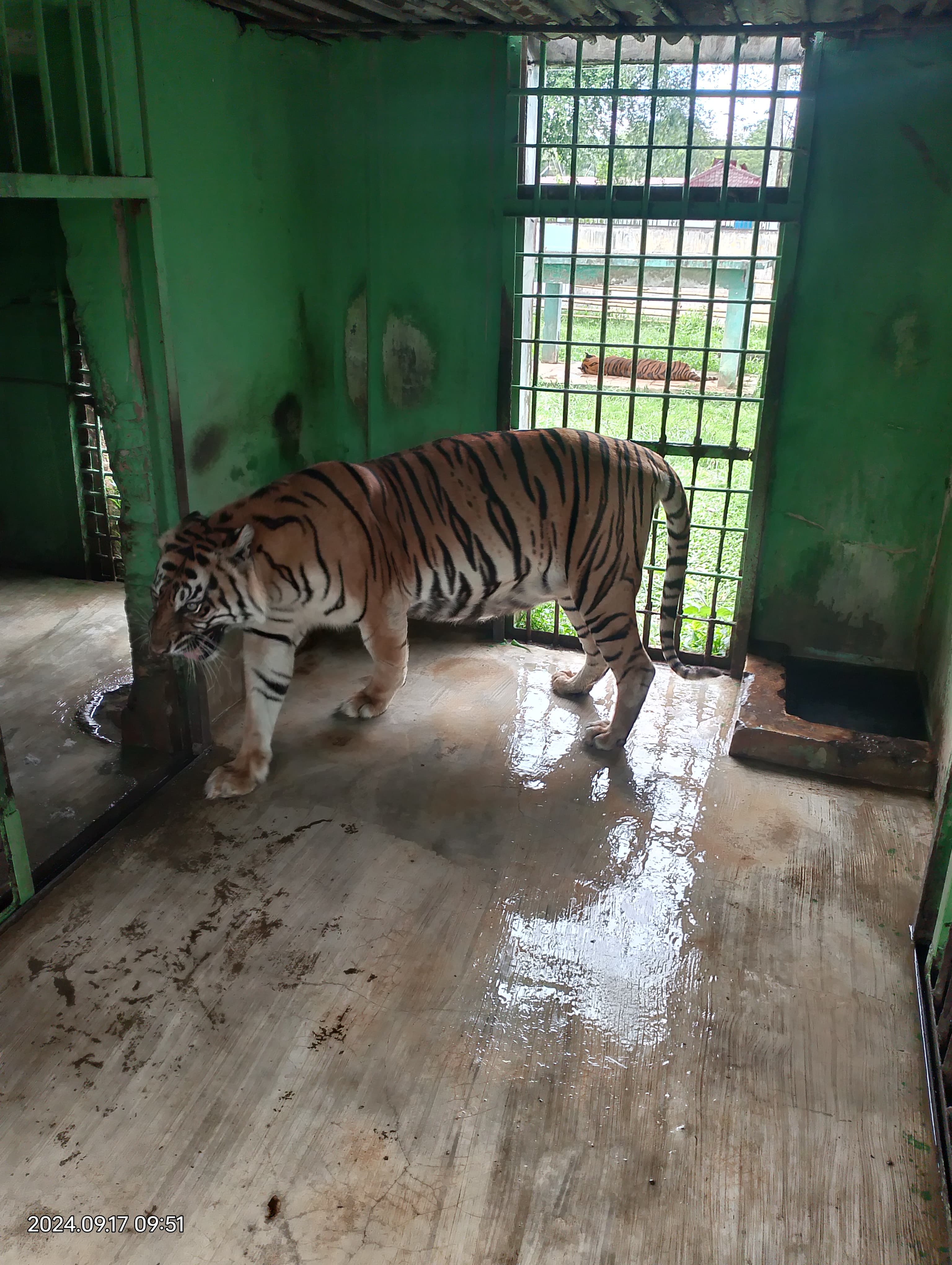 Si Manis, Harimau Sumatera berjenis kelamin betina mati Jumat (20/9/2024) sore sekira pukul 16.30 WIB di dalam kandangnya di Medan Zoo.