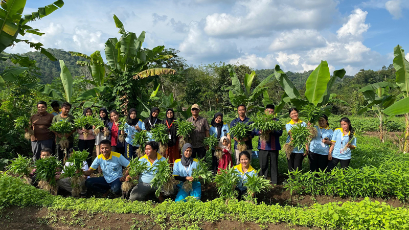 Peserta KKL UGN Psp melakukan giat panen raya sayuram organik bersama masyarakat di 10 Desa Kecamatan Angkola Selatan.