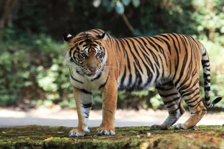 Harimau-Ilustrasi.