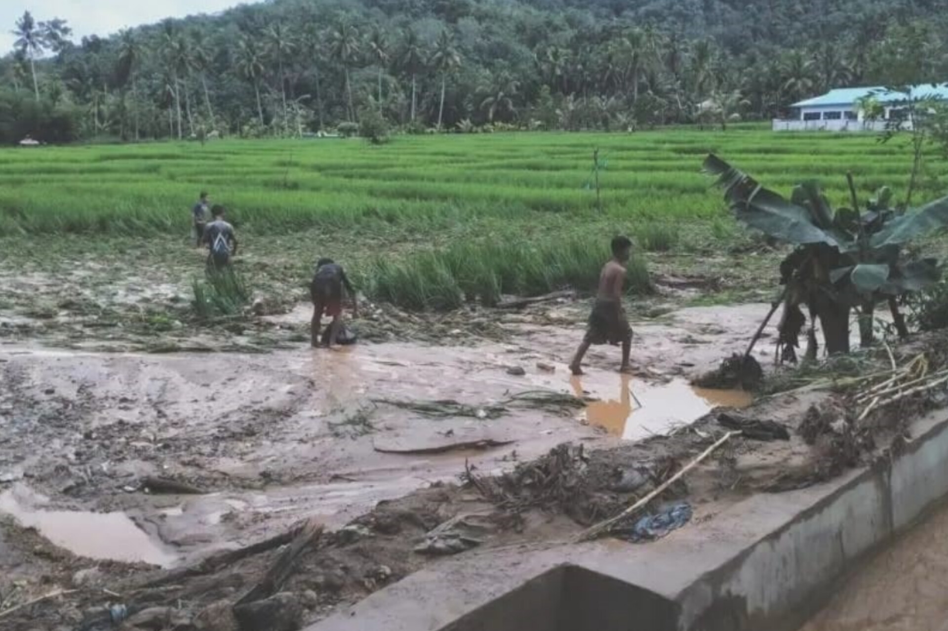 Banjir bandang menyapu areal persawahan berisi tanaman padi di Tapsel.