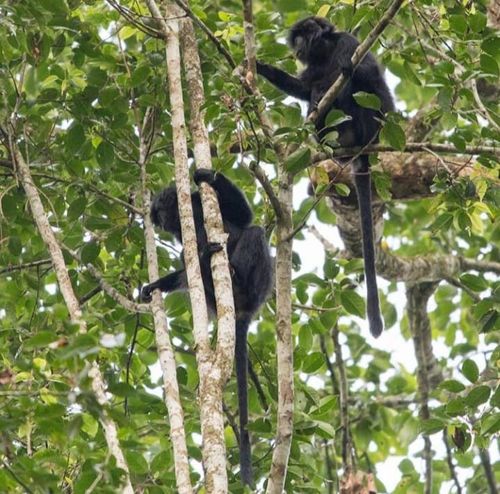 Lutung huliap, biasanya suka makan daun muda dan buah mentah.