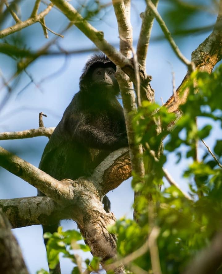 Lutung Huliap atau Presbytis sumatrana --dikenal juga dengan nama cekcek.