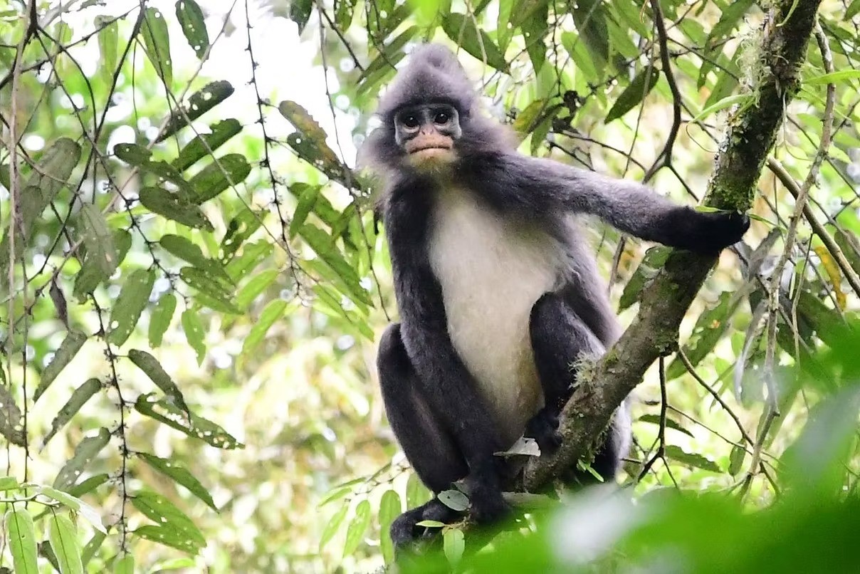 Lutung huliap Tapanuli, suka tidur di pohon rindang jenis ficus.