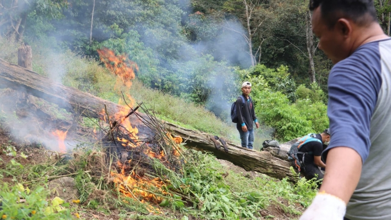 Pemusnahan ganja seluas 1,5 ha di Perbukitas Tor Sihite.