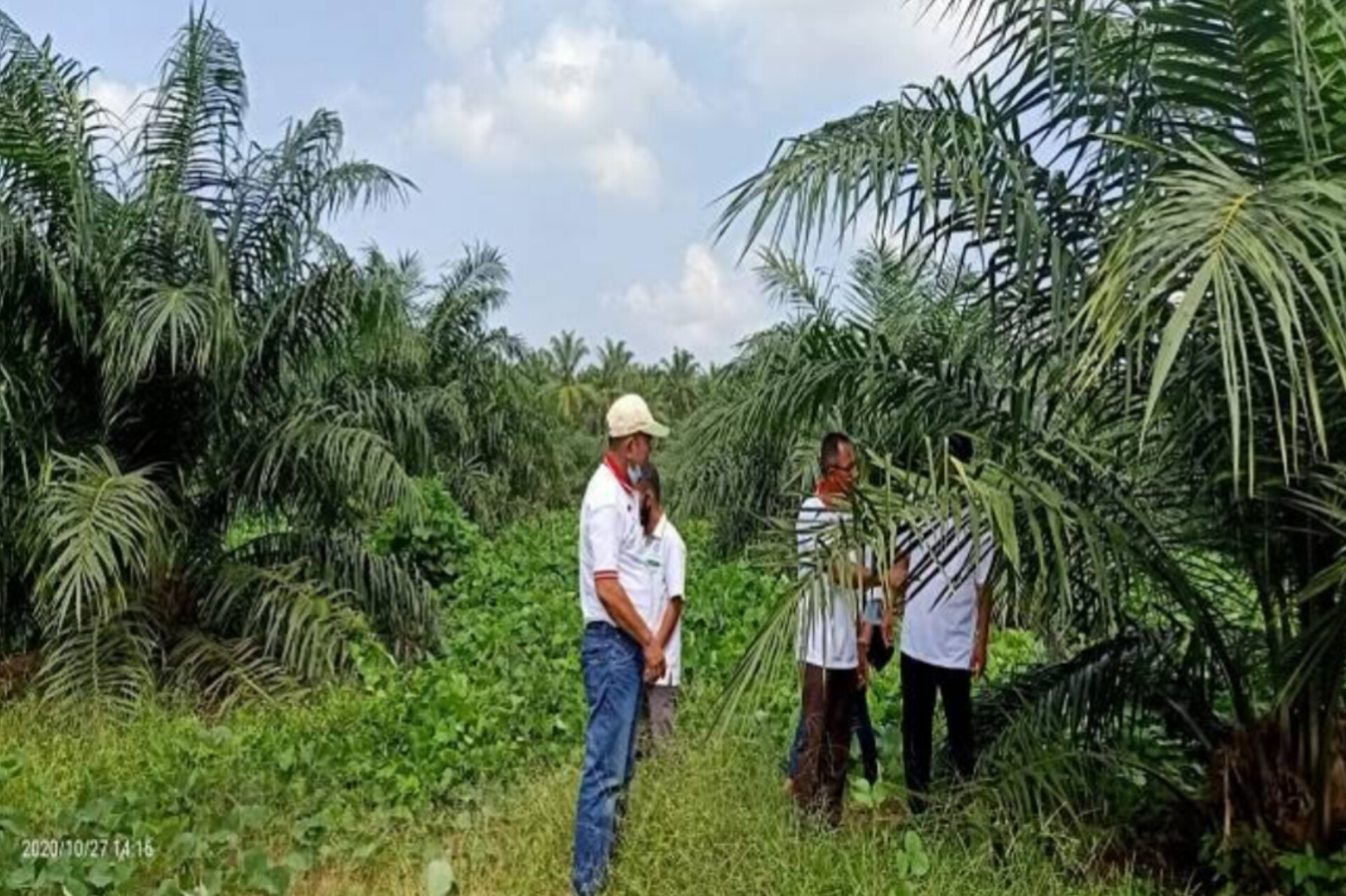 Lahan kebun kelapa sawit  di Paluta.