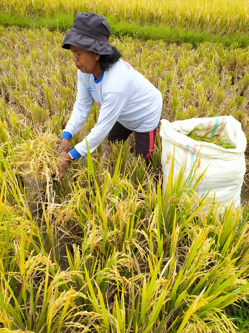 Petani di  Desa Sugihen sedang memanen padi. (Metrodaily/Monal Ginting)