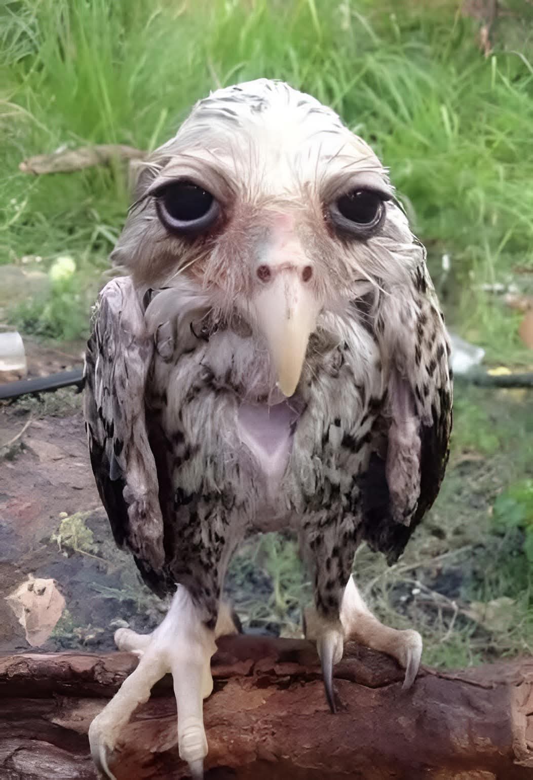 Penampilan burung hantu usai kena hujan.