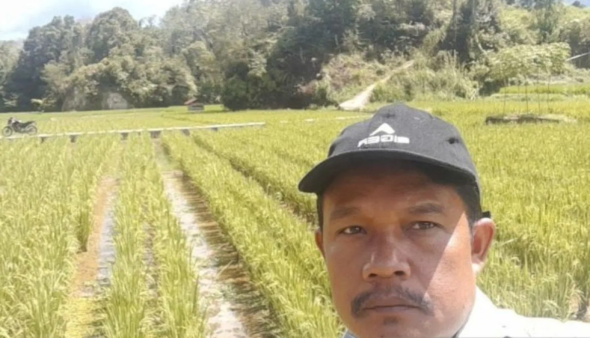 Petani di Sipirok terapkan metode mina padi.