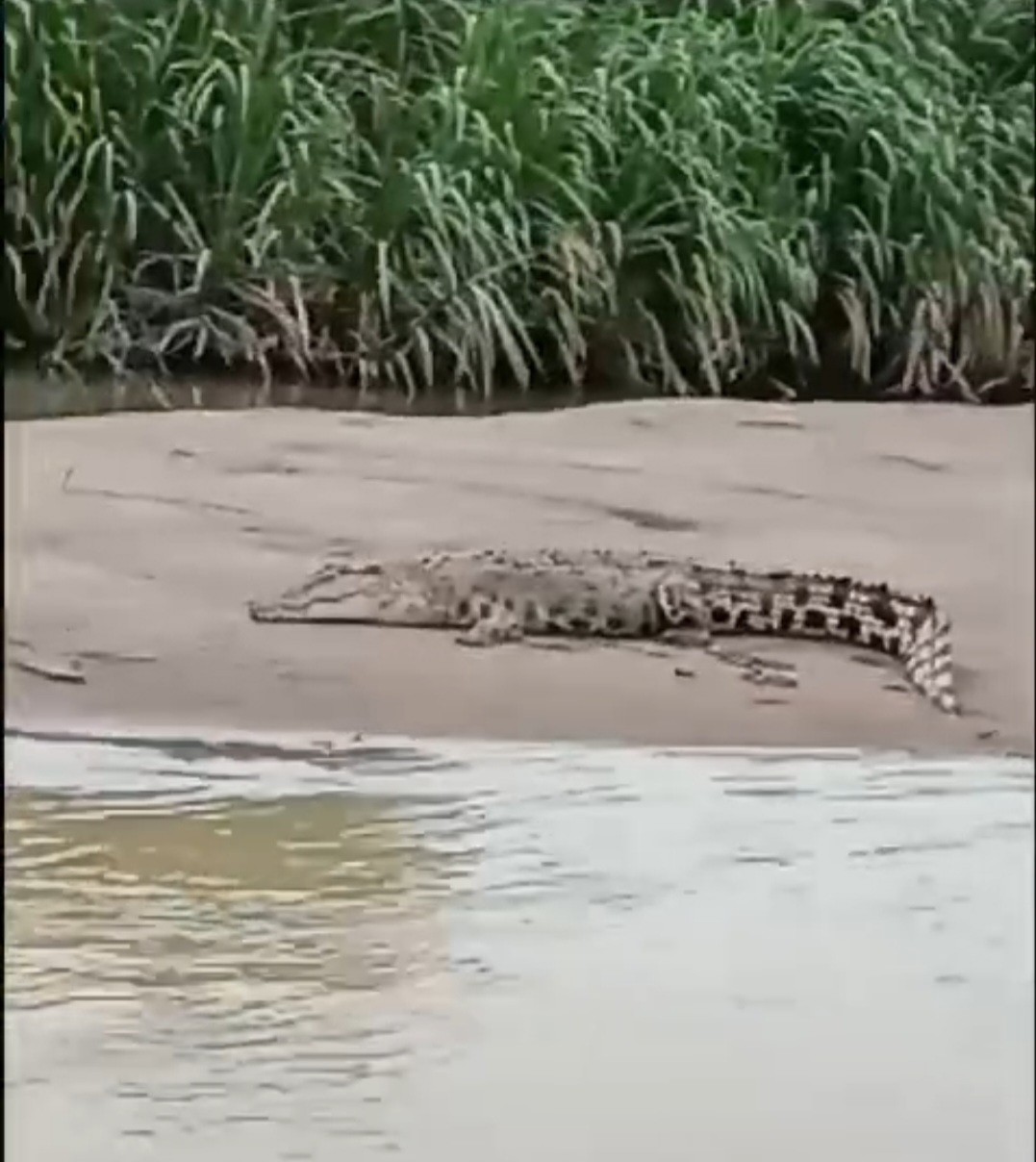 Buaya yang terlihat berjemur di pinggir sungai Batang Toru.