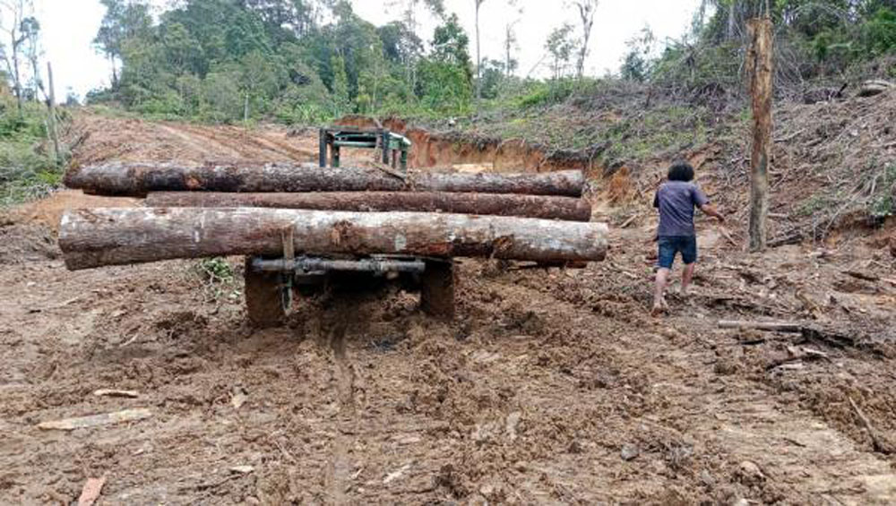 Lokasi penebangan kayu ilegal di Kabupaten Humbahas yang diduga melibatkan oknum ASN.