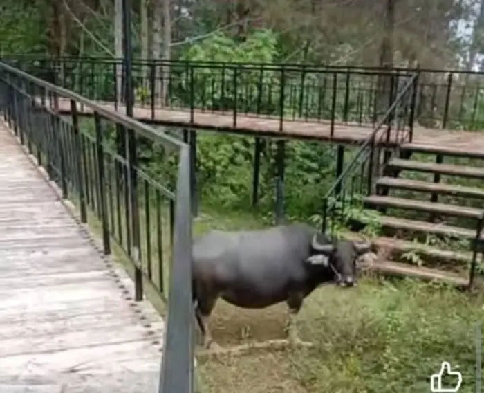 Kerbau berkeliaran di objek wisata Lagundi, Kecamatan Onan Runggu, Kabupaten Samosir.