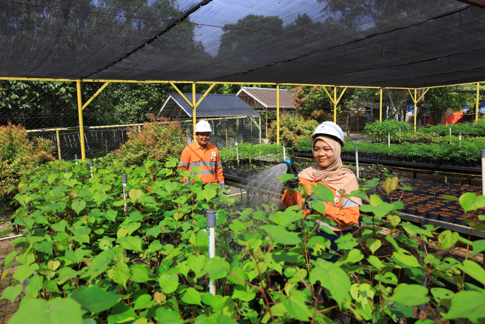 Karyawan tengah merawat tanaman lokal di fasilitas pembibitan (nursery) PT Agincourt Resources yang terletak di dalam site Tambang Emas Martabe, Batang Toru, Tapanuli Selatan.