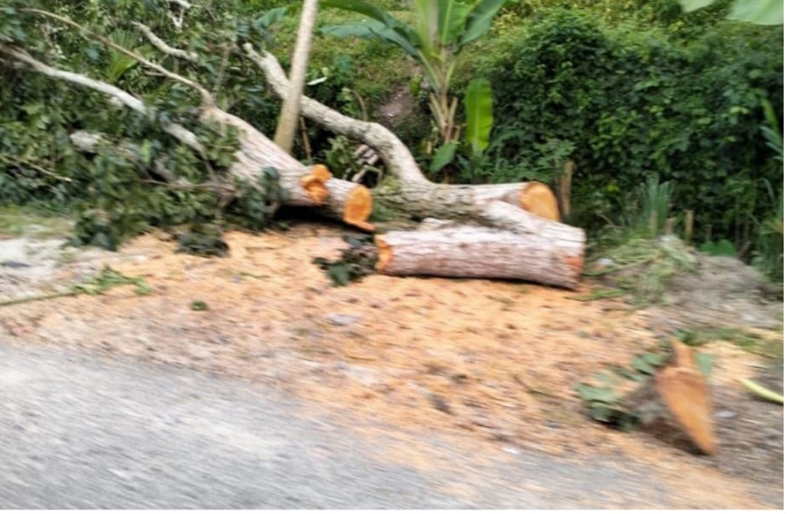 Kayu yang ditebang di Desa Tinggi, Asahan.