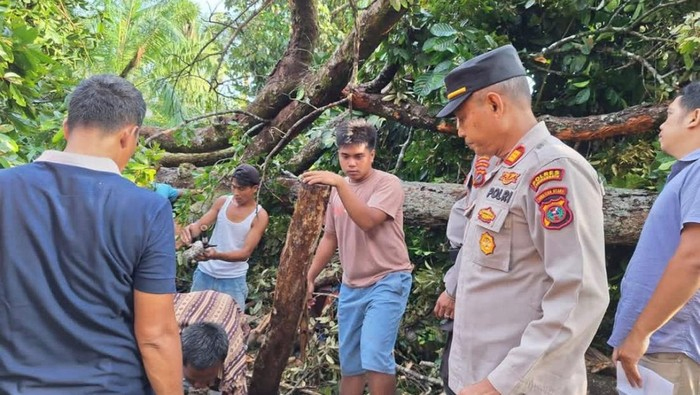 Pohon durian yang tumbang menimpa 6 warga yang sedang berteduh di gubuk.