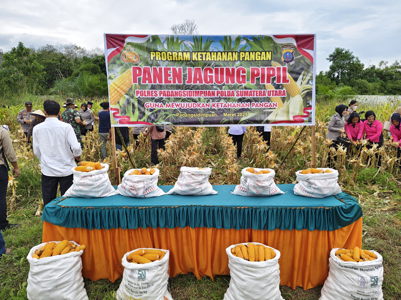 Kapolres Padangsidimpuan bersama Fokopimda panen raya jagung bertempat di Lahan SMK Pertanian Pembangunan Negeri Padangmatinggi Kota Padangsidimpuan.