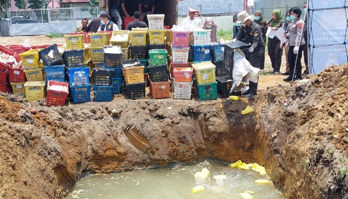 Pemusnahan barang bukti sekitar empat ton mangga asal Thailand di Medan.