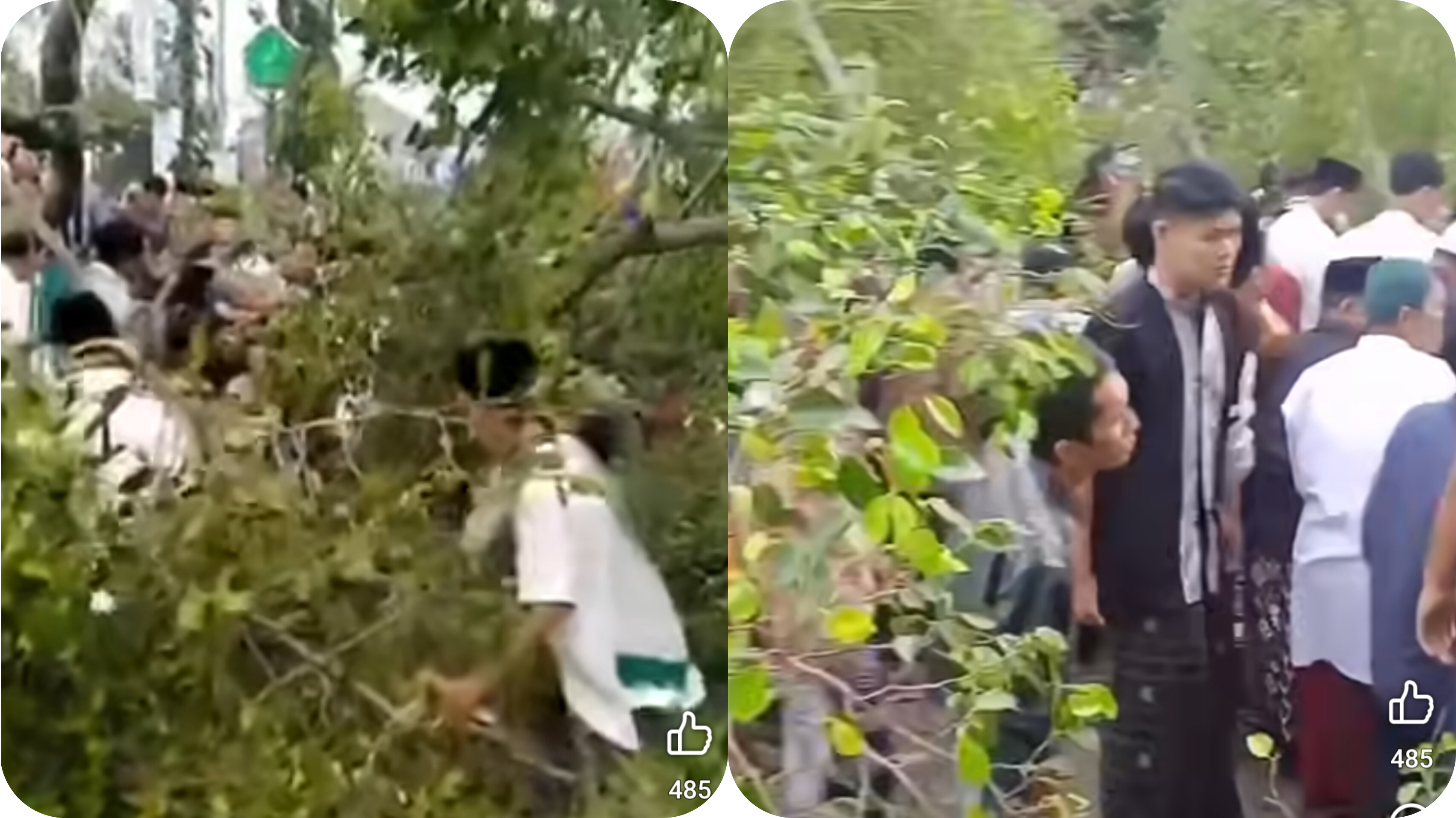 Sebuah pohon beringin besar tumbang dan menimpa jemaah yang tengah melaksanakan Salat Idul Fitri pada Senin (31/3/2025) pagi.