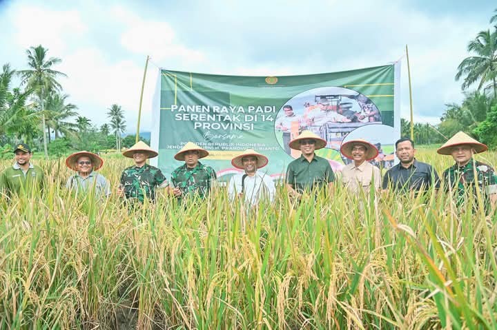 Wali Kota Padangsidimpuan Letnan Dalimunthe bersama Forkopimda panen raya padi serentak di Desa Silangi, Kec.Hutaimbaru.