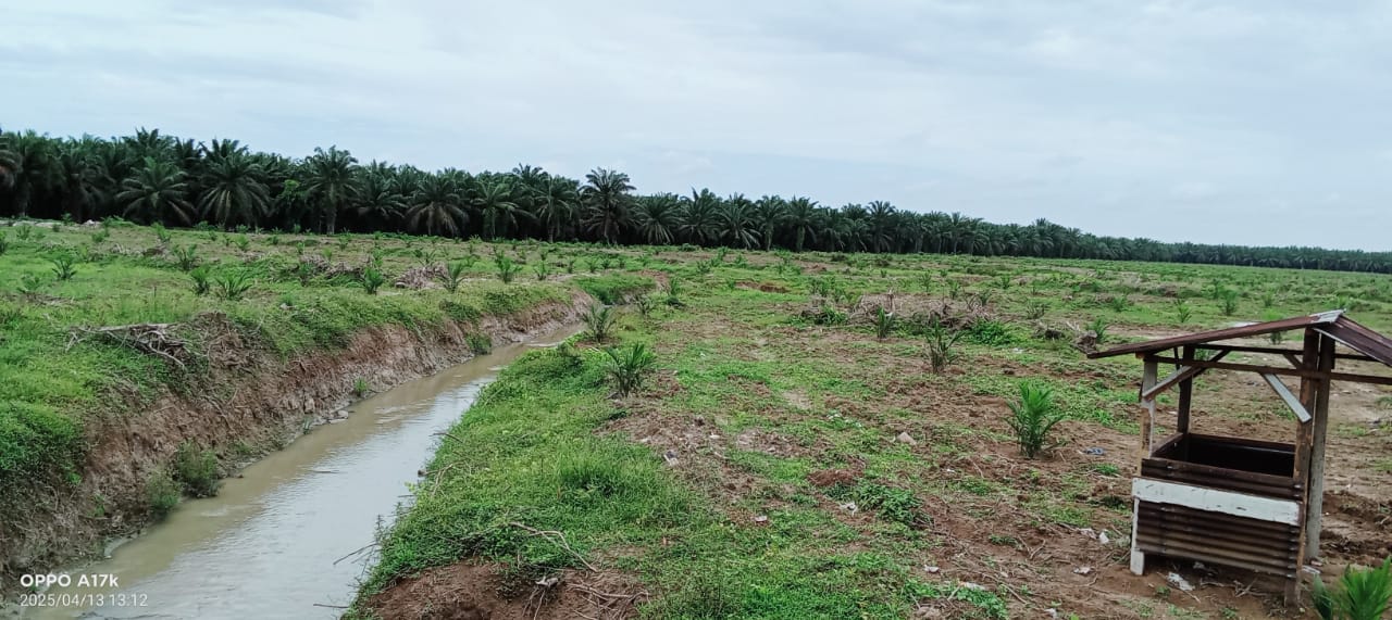 Aktivitas konversi tanaman karet ke sawit yang dilakukan oleh PT Bakrie Sumatera Plantation Tbk (BSP) Kisaran.