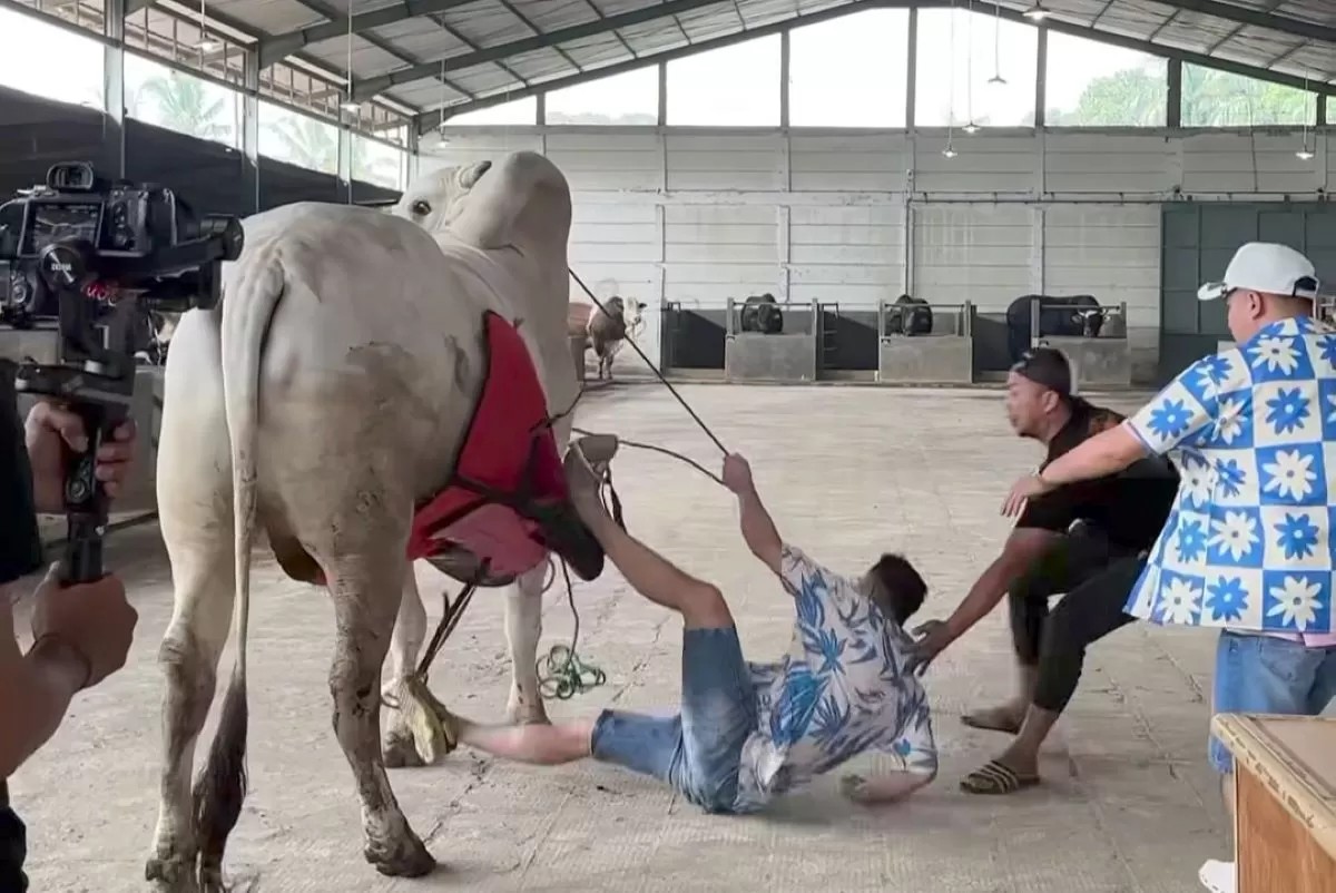 Raffi Ahmad jatuh dari sapi jumbo.
