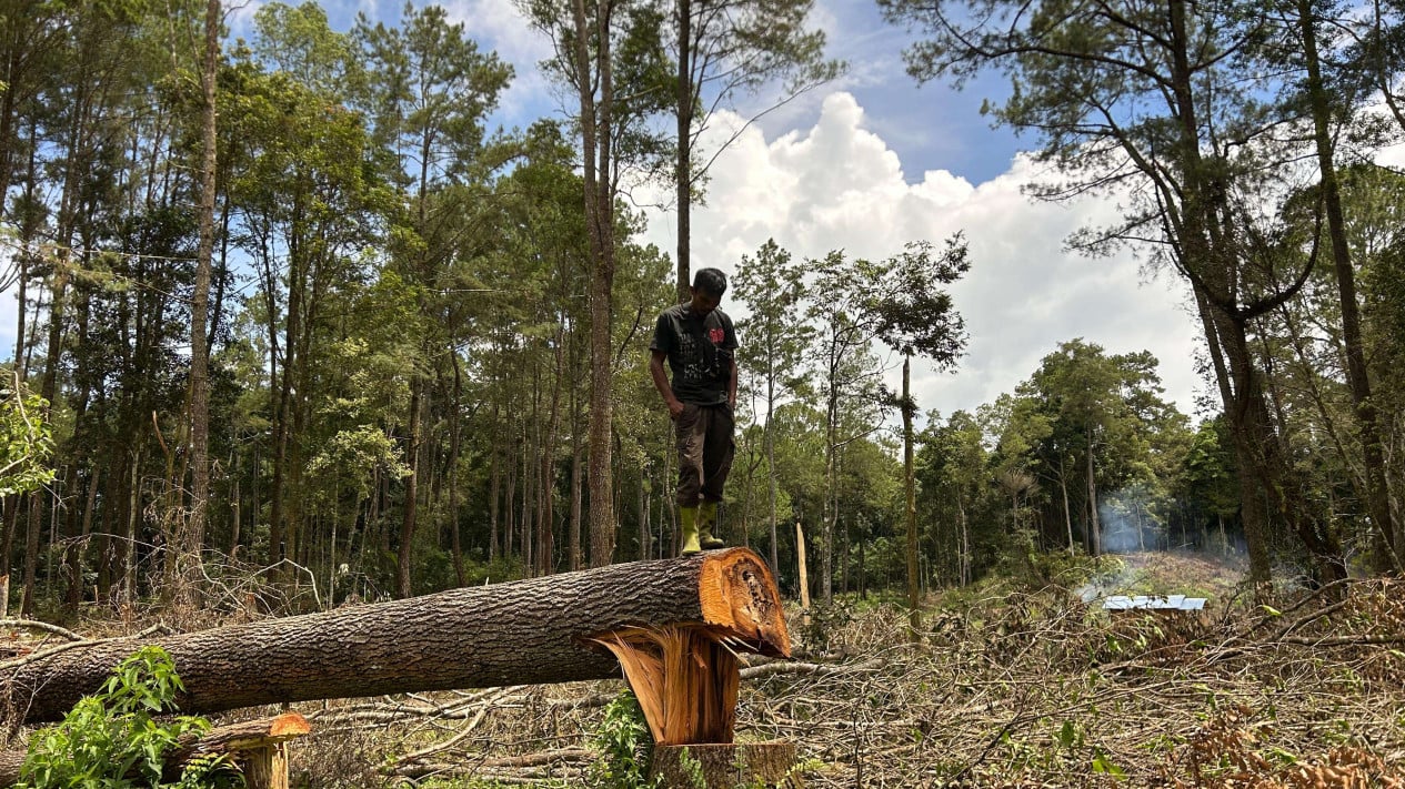 Kondisi kawasan hutan lindung yang ditebang di pinggiran Danau Toba.